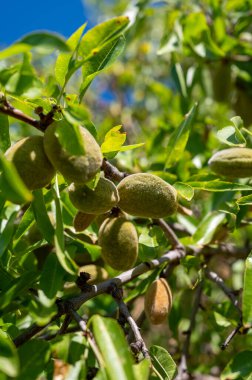 Badem ağacında olgun badem fıstıkları meyve bahçesinde hasat etmeye hazır, yakın.