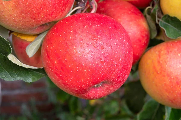 Μεγάλα Ώριμα Κόκκινα Μήλα Που Κρέμονται Στο Δέντρο Οπωροφόρα Δέντρα — Φωτογραφία Αρχείου