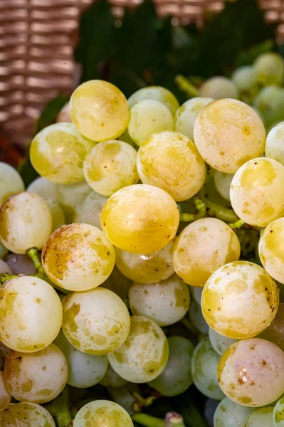 Anggur Organik Matang Yang Memanen Anggur Dari Dekat Memanen Kebun — Stok Foto