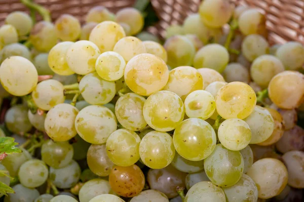 Reife Bio Riesling Trauben Aus Nächster Nähe Ernte Auf Weinbergen — Stockfoto