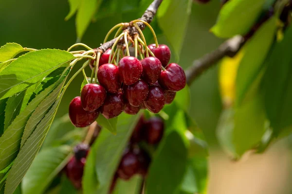 Sweet ripe black cherry berries hanging on cherry tree in fruit orchard on June, near Venasque village, Luberon, France