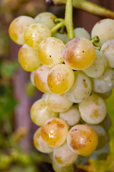 Raisins Vin Riesling Bio Mûrs Gros Plan Suspendus Raisin Vendanges — Photo