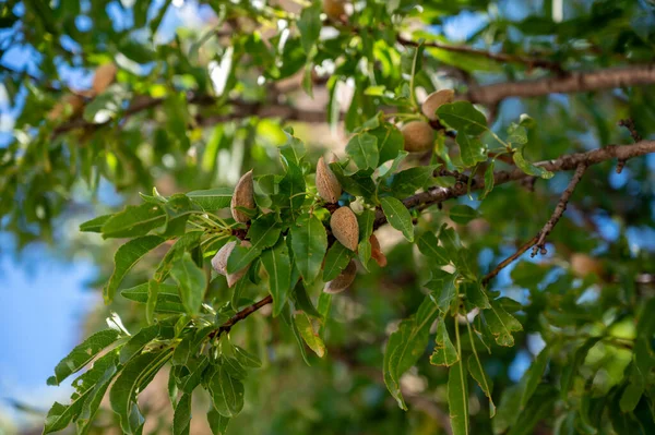 Amêndoas Maduras Nozes Amêndoa Pronta Para Colher Pomar Close — Fotografia de Stock