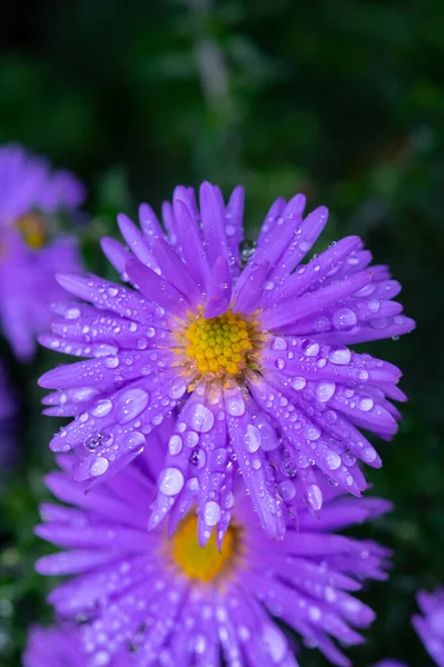 Blüte Blauer Herbst Astern Blüht Verregneten Garten Oktober Nahaufnahme — Stockfoto