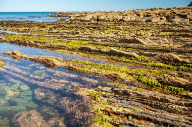 Zumaia 'nın Atlantik kıyısındaki alçak gelgitte, İspanya' nın Bask Bölgesi 'nde dik eğimli sinek jeolojik oluşumuna bakın.