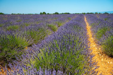 Yaz mevsiminde Valensole platosunda çiçek açan lavanta tarlaları. Alpes de Haute Provence, PACA Bölgesi, Fransa