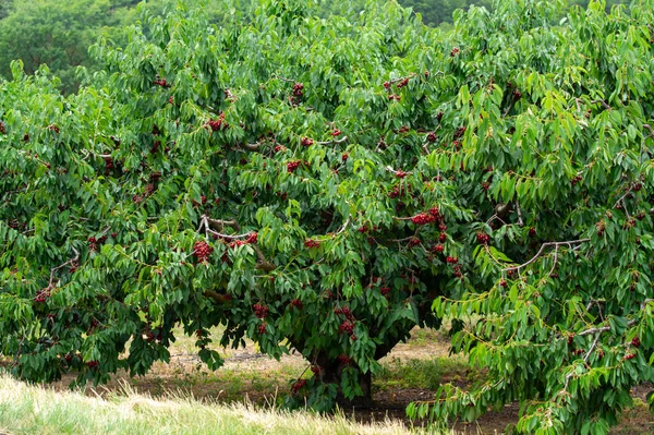 Sweet ripe black cherry berries hanging on cherry tree in fruit orchard on June, near Venasque village, Luberon, France