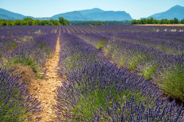 Yaz mevsiminde Valensole platosunda çiçek açan lavanta tarlaları. Alpes de Haute Provence, PACA Bölgesi, Fransa
