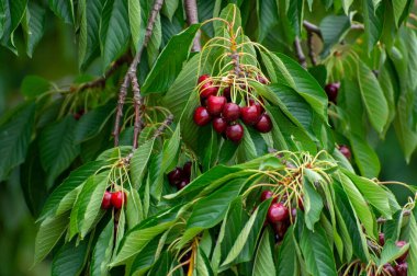 Haziran 'da Fransa' nın Luberon kentindeki Venasque köyü yakınlarında meyve bahçesindeki kiraz ağacında asılı duran taze vişne meyveleri.