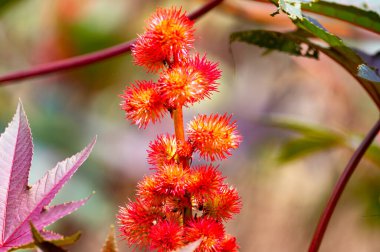 Ricinus communis or castor oil plant growing in garden in summer