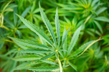 Yaprakların yeşil arka planı. Fransa 'da kenevir yetiştiren açık hava bitkileri. Çiçeklenmenin başlangıcında kenevir. Genç kenevir bitkisi. Kuzey ışığı türü.