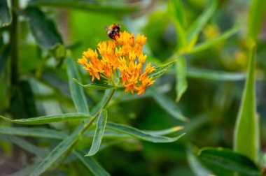 Asclepias tuberosa or butterfly weed, species of milkweed native to eastern and southwestern North America in summer