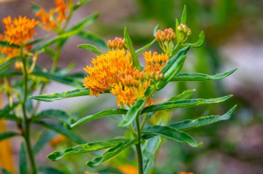 Asclepias tuberosa or butterfly weed, species of milkweed native to eastern and southwestern North America in summer