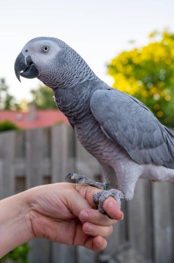African grey parrot with red tail sitting on hand outdoor
