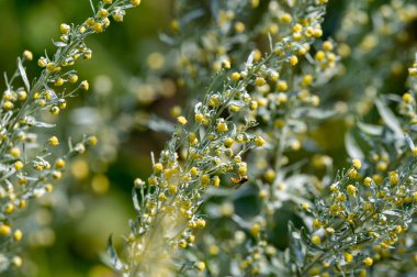 Botanical collection, leaves and berries of silver mound artemisia absinthum medicinal plant in summer