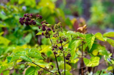 Woody shrub of Eleutherococcus senticosus or Siberian ginseng or eleuthero used in traditional Chinese medicine, close up