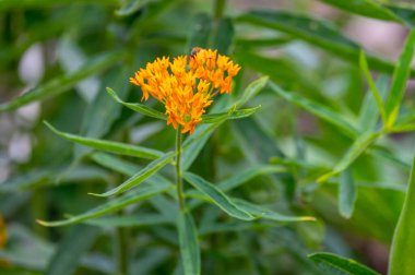 Asclepias tuberosa or butterfly weed, species of milkweed native to eastern and southwestern North America in summer