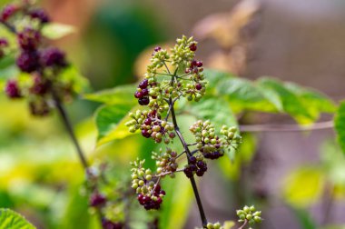 Woody shrub of Eleutherococcus senticosus or Siberian ginseng or eleuthero used in traditional Chinese medicine, close up