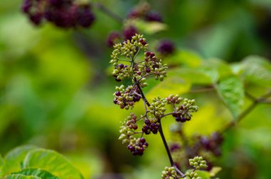 Woody shrub of Eleutherococcus senticosus or Siberian ginseng or eleuthero used in traditional Chinese medicine, close up