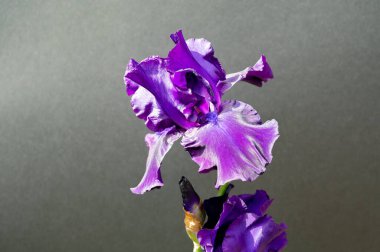 Gri arka planda mevsimlik büyük puprle süsen çiçekleri.