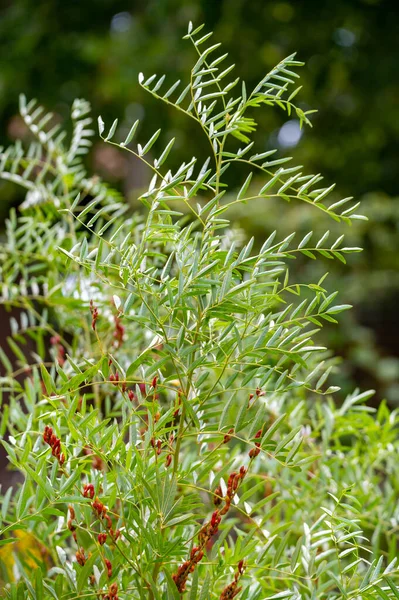 Botanical Collection Glycyrrhiza Glabra Root Liquorice Medicinal Plant Growing Garden — Foto de Stock