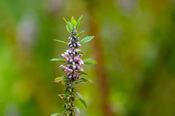 Medicinal Plant Leonurus Cadriaca Motherwort Growing Garden Summer — ストック写真