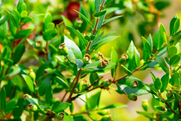 Botanical collection, leaves and berries of myrtus communis or true myrtle plant growing in garden in summer