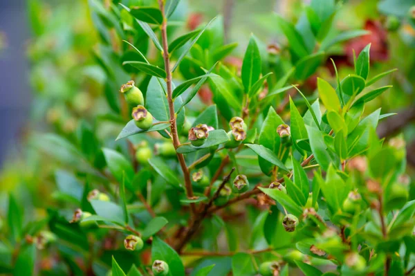 Botanical collection, leaves and berries of myrtus communis or true myrtle plant growing in garden in summer