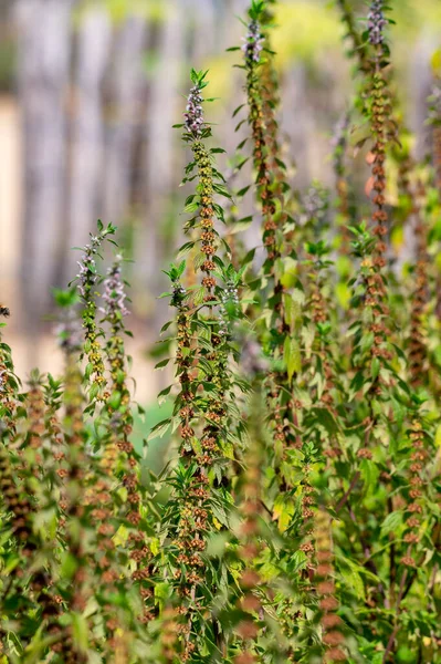 Medicinal Plant Leonurus Cadriaca Motherwort Growing Garden Summer — Zdjęcie stockowe