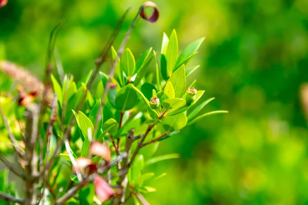 Botanical collection, leaves and berries of myrtus communis or true myrtle plant growing in garden in summer