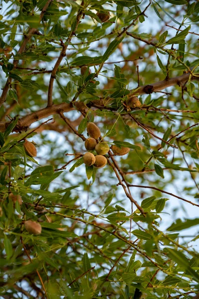 アーモンドの木の上でアーモンドの実を熟す果樹園で収穫する準備ができて 閉じる — ストック写真