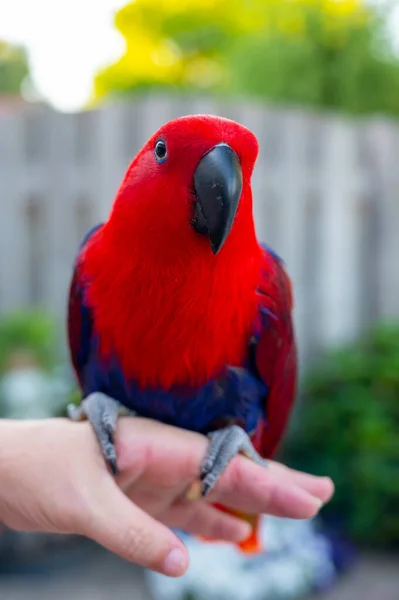 Самка Попугая Eclectus Обитающая Соломоновых Островах Австралии Молуккских Островах Ярко — стоковое фото