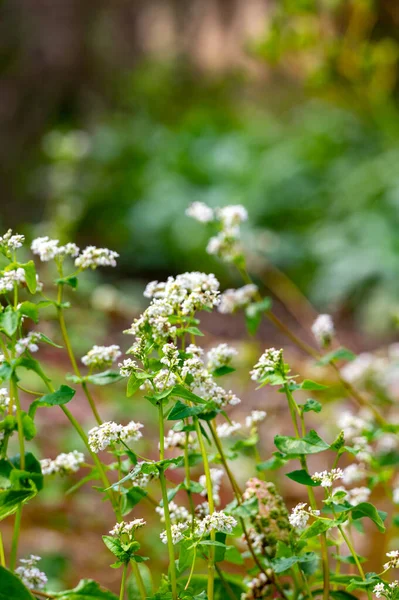 Summer Blossom Fagopyrum Esculentum Buckwheat Edible Plant Healthy Vegetarian Food — Foto de Stock