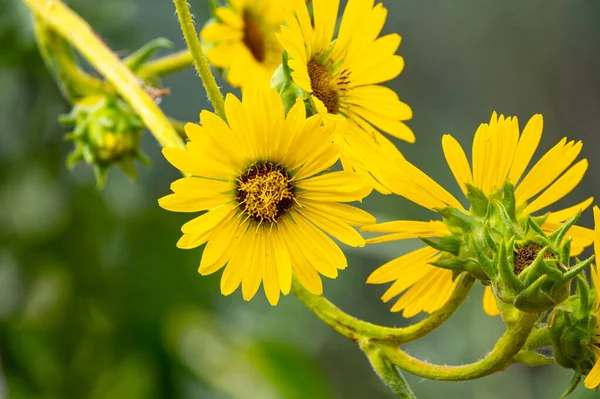 Yellow Flowers Heads Silphium Laciniatum Compass Plant Growing Summer Garden — Stockfoto