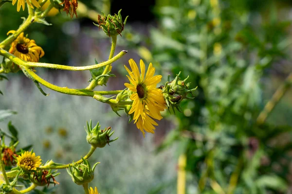 Yellow Flowers Heads Silphium Laciniatum Compass Plant Growing Summer Garden — Fotografia de Stock