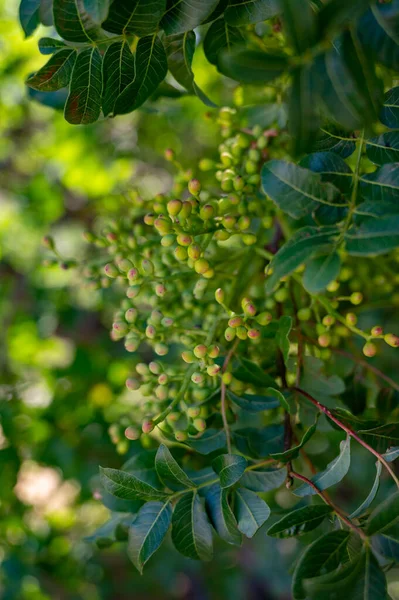 Słodkie Delikatne Pachnące Orzechy Pistacje Bronte Doskonałym Zielonym Kolorze Drzewo — Zdjęcie stockowe