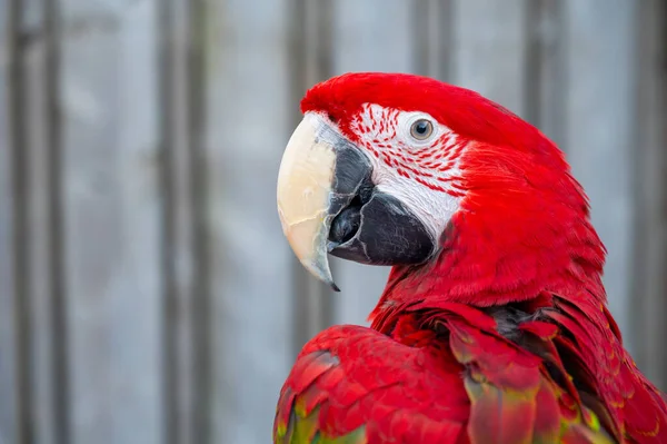 Large Colorful South American Macaw Ara Parrot Sitting Outdoor Close — Foto Stock