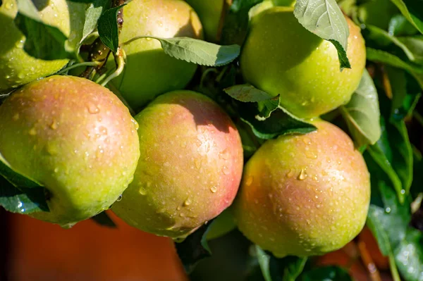 Brunch Apple Tree Many Apple Fruits Orchard Close Rain — Fotografia de Stock