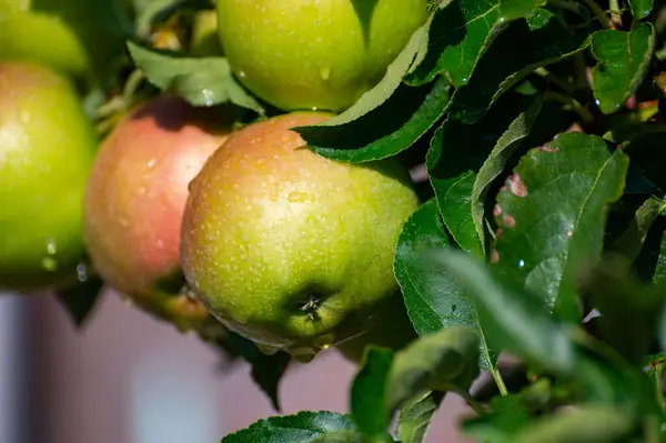 Brunch Της Μηλιάς Πολλά Φρούτα Μήλου Οπωρώνα Κοντά Μετά Βροχή — Φωτογραφία Αρχείου