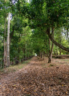 Ormanda kuru yapraklı bir sıra ağaç.