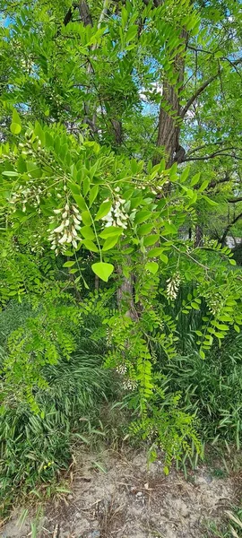 Acacia tree with inflorescence, acacia flowers, green tree with white flowers. Flora