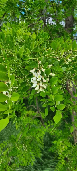 Acacia tree with inflorescence, acacia flowers, green tree with white flowers. Flora