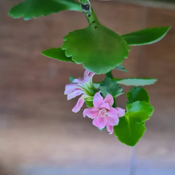 The indoor flower Kalanchoe with beautiful pink flowers and green petals. The flowers of the plant come in red, white, and yellow. The flower is used medicinally for healing