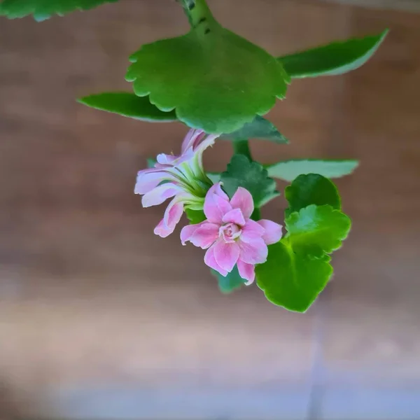 The indoor flower Kalanchoe with beautiful pink flowers and green petals. The flowers of the plant come in red, white, and yellow. The flower is used medicinally for healing