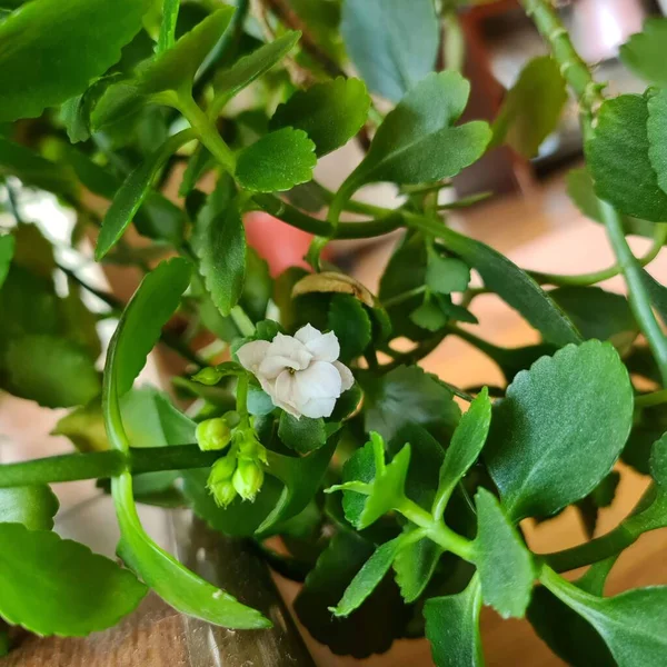 The indoor flower Kalanchoe with beautiful pink flowers and green petals. The flowers of the plant come in red, white, and yellow. The flower is used medicinally for healing