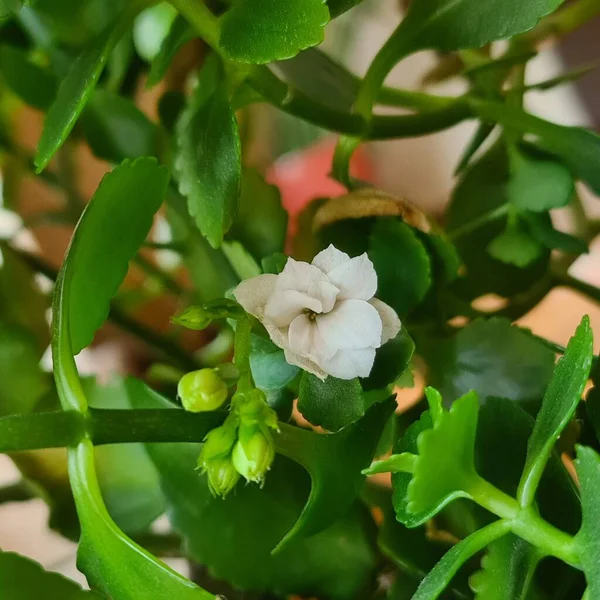 The indoor flower Kalanchoe with beautiful white flowers and green petals. The flowers of the plant come in red, white, and yellow. The flower is used medicinally for healing