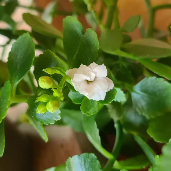 The indoor flower Kalanchoe with beautiful white flowers and green petals. The flowers of the plant come in red, white, and yellow. The flower is used medicinally for healing