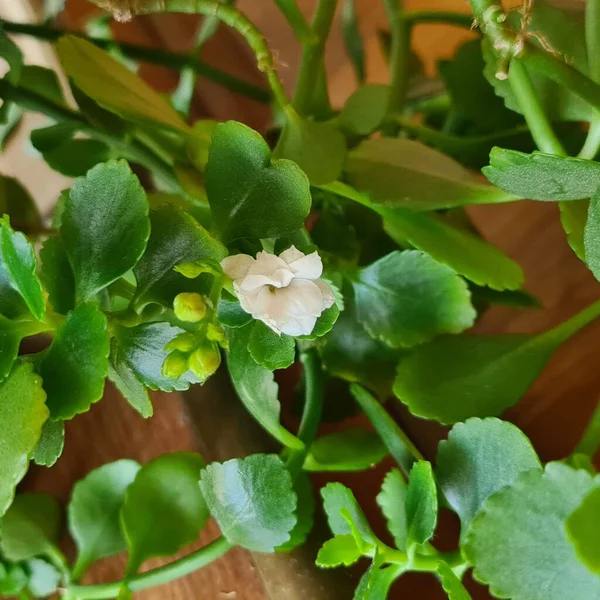 The indoor flower Kalanchoe with beautiful pink flowers and green petals. The flowers of the plant come in red, white, and yellow. The flower is used medicinally for healing