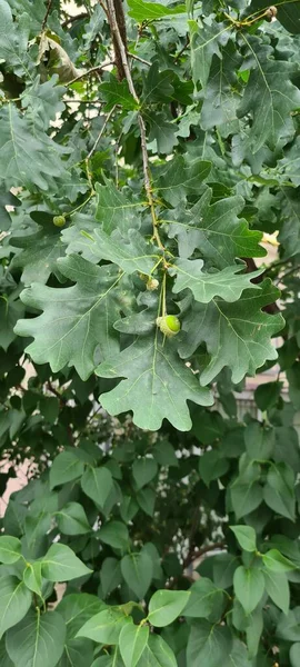 Green oak acorns with leaves.Beautiful oak tree in the park. Plants for landscape design. Green trees