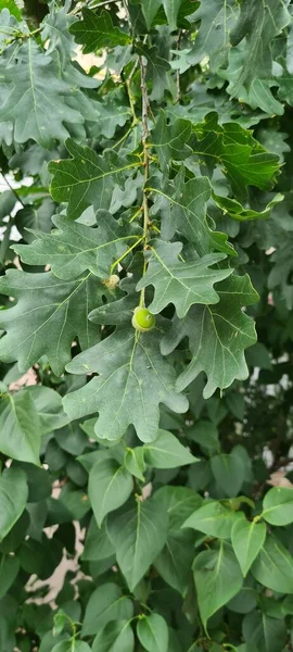 Green oak acorns with leaves.Beautiful oak tree in the park. Plants for landscape design. Green trees